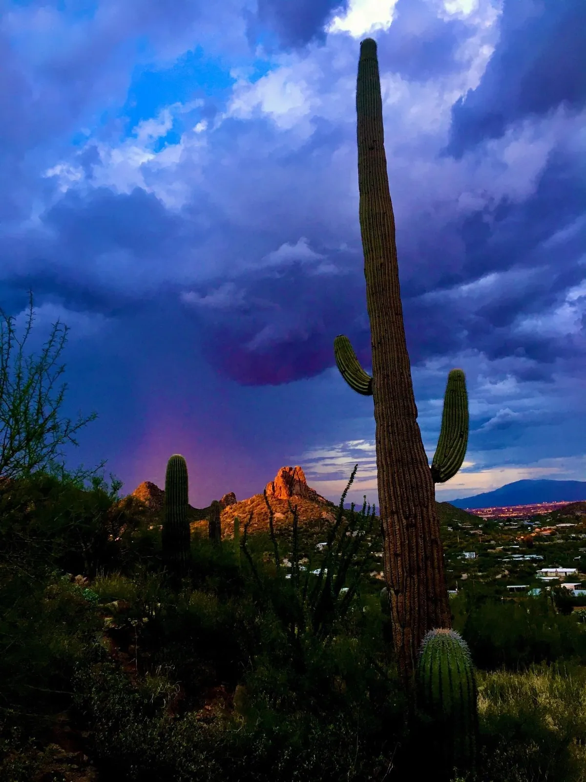 A dramatic view of tall saguaros standing against the silhouette of San Tan Mountain, with a vibrant sky overhead. The scene embodies the natural beauty and recreational opportunities of the nearby regional park, hinting at activities like hiking, photography, and enjoying tranquil sunsets.