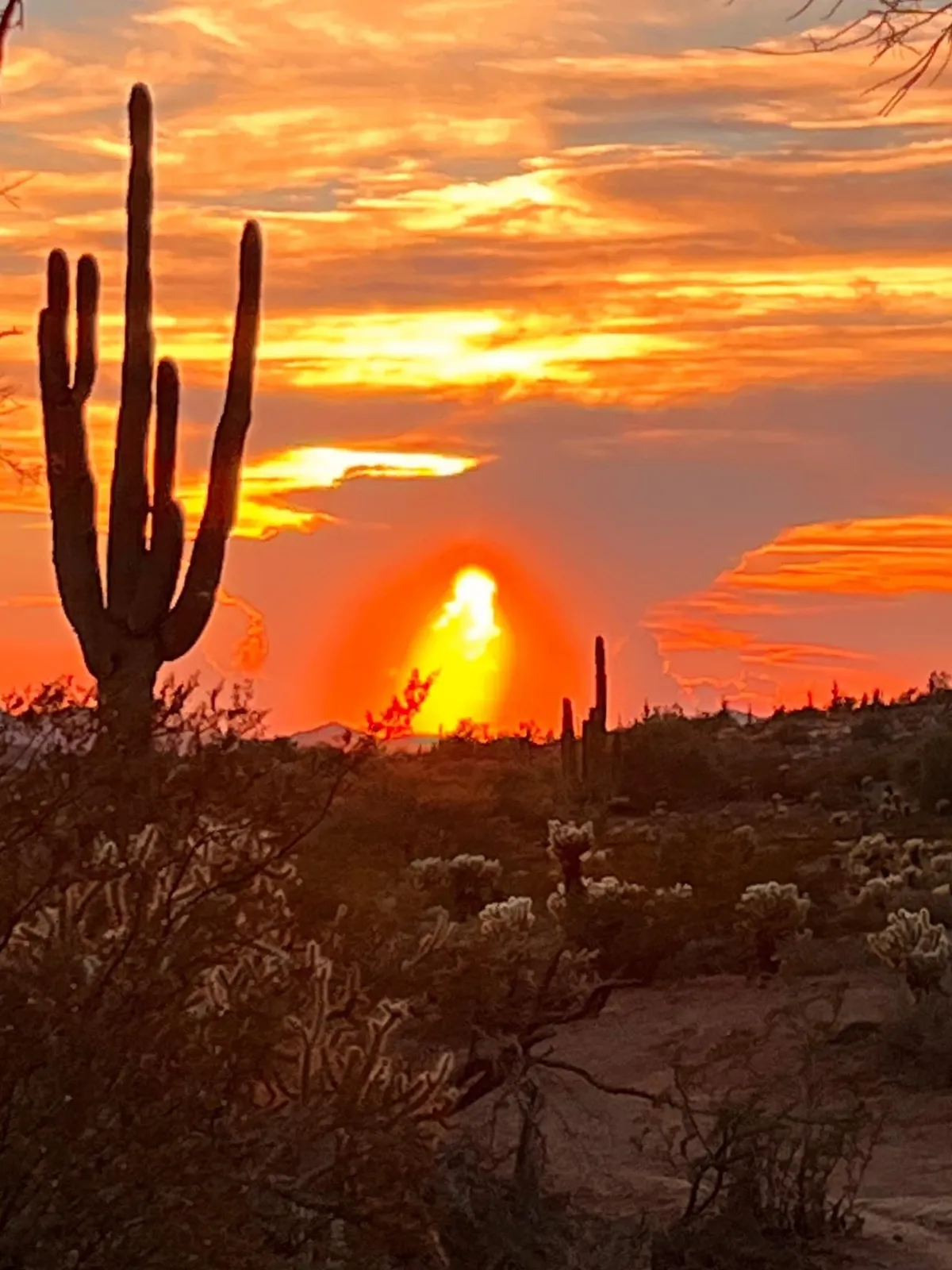 A serene desert landscape at sunset, with cactus silhouettes standing out against a colorful sky. The setting invites moments of reflection, nature walks, and stargazing, evoking the tranquil atmosphere that surrounds San Tan Valley.